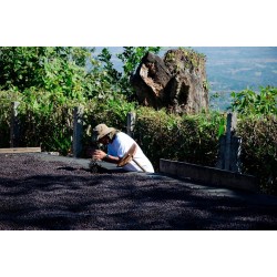 Presta Café - Café du Salvador, Apaneca