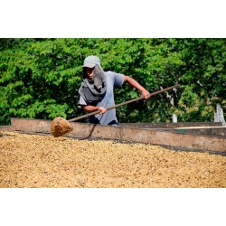 Presta Café - Café du Salvador, Apaneca