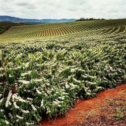 Presta Café - Café du Brésil, Sul de Mina
