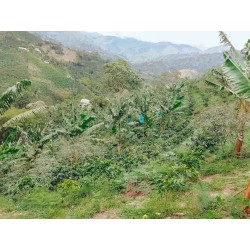 Presta Café - Café de Colombie, Huil